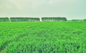 绿油油小麦苗图片