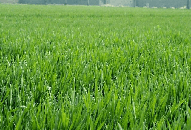 绿油油小麦苗图片 第2张