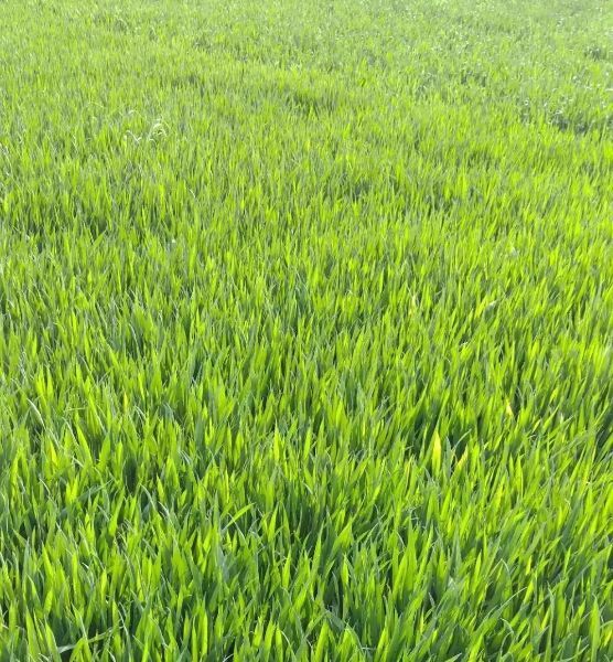 绿油油小麦苗图片 第4张