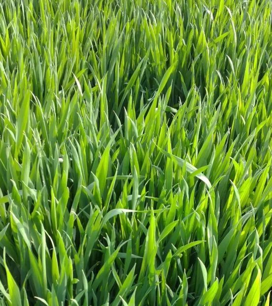 绿油油小麦苗图片 第3张