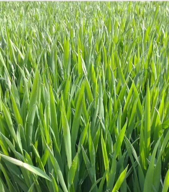 绿油油小麦苗图片 第5张