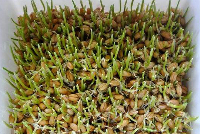 小麦发芽图片 第1张