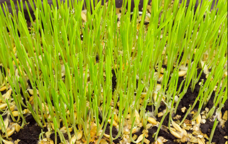 小麦发芽图片 第2张