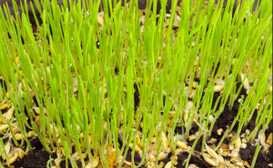 小麦发芽图片 第2张