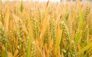 小麦麦芒图片 第5张