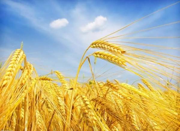 小麦麦芒图片 第1张
