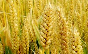 小麦麦芒图片 第4张