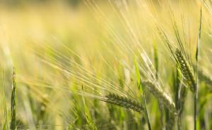 小麦麦芒图片 第6张