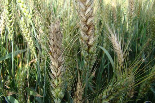 小麦赤霉病图片 第2张