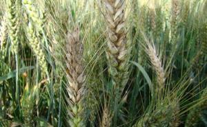 小麦赤霉病图片 第2张