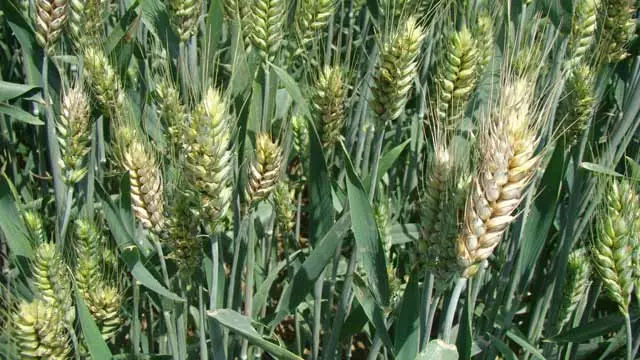 小麦赤霉病图片 第4张