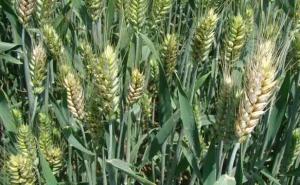 小麦赤霉病图片 第4张