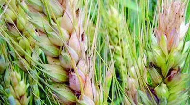 小麦赤霉病图片 第1张