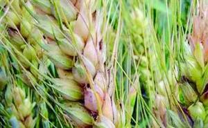 小麦赤霉病图片 第1张