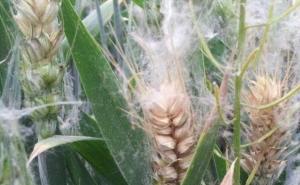 小麦赤霉病图片 第3张