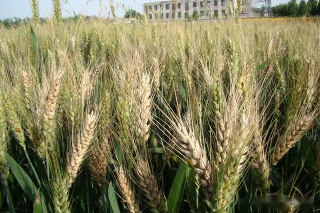 小麦赤霉病图片 第6张
