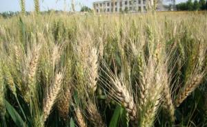 小麦赤霉病图片 第6张