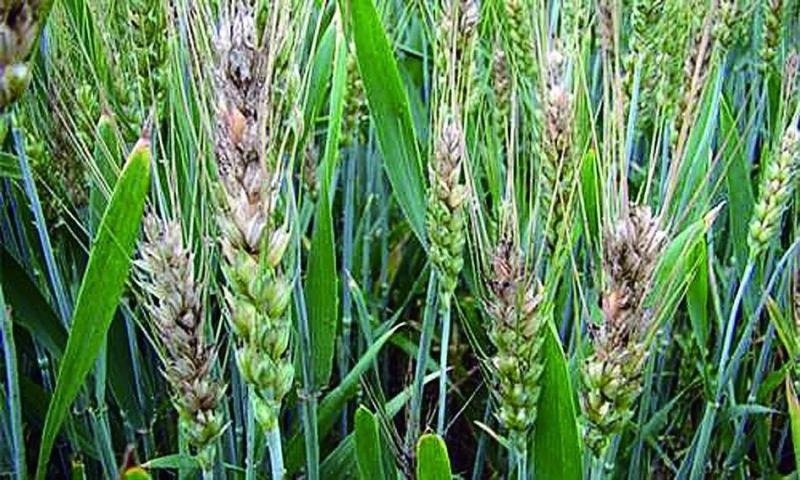 小麦赤霉病图片 第5张