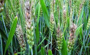 小麦赤霉病图片 第5张