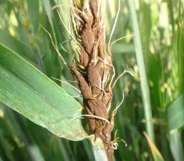 小麦散黑穗病图片 第1张