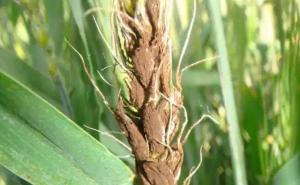 小麦散黑穗病图片