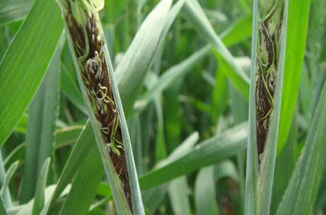 小麦散黑穗病图片 第3张