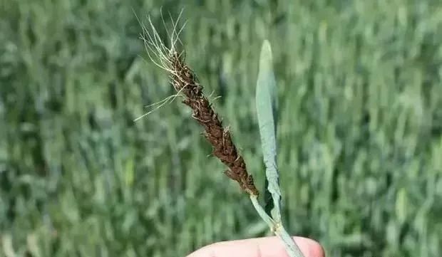 小麦散黑穗病图片 第2张