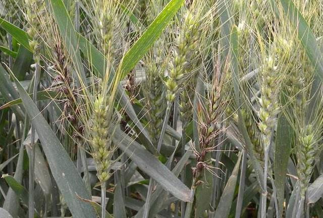 小麦散黑穗病图片 第4张