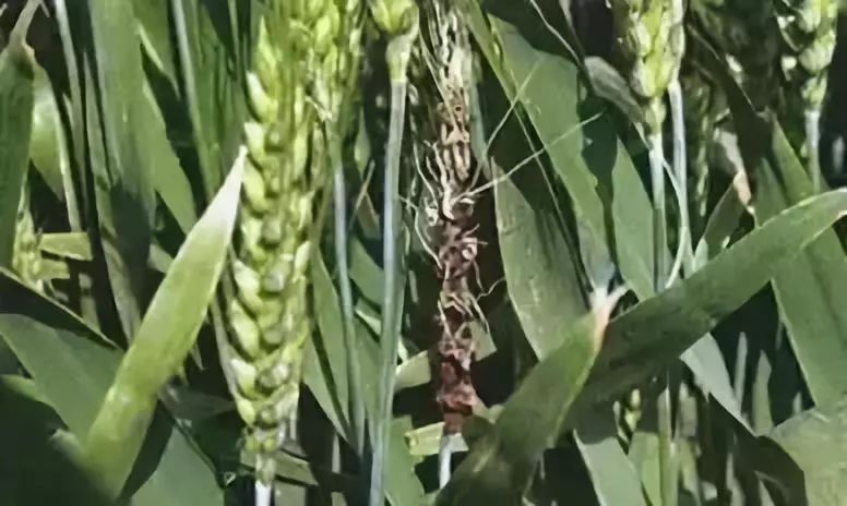 小麦散黑穗病图片 第5张