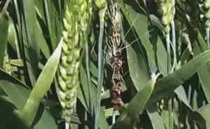 小麦散黑穗病图片 第5张