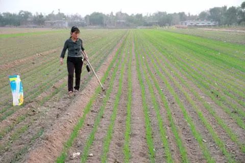 小麦播种图片 第1张