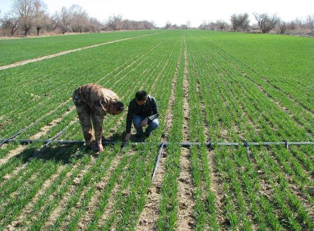 小麦播种图片 第2张