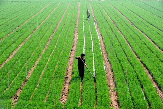 小麦播种图片 第7张