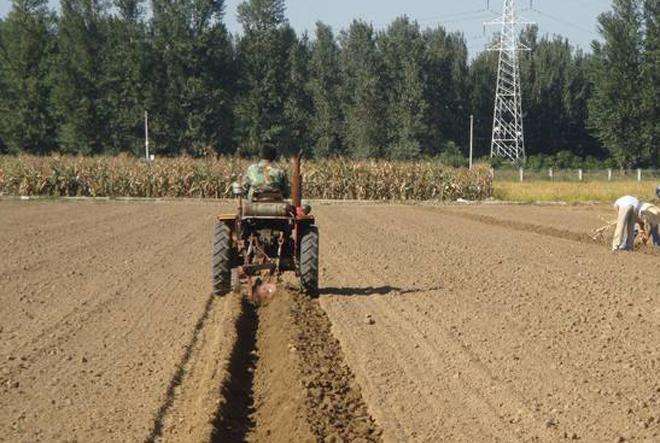 小麦播种图片 第3张