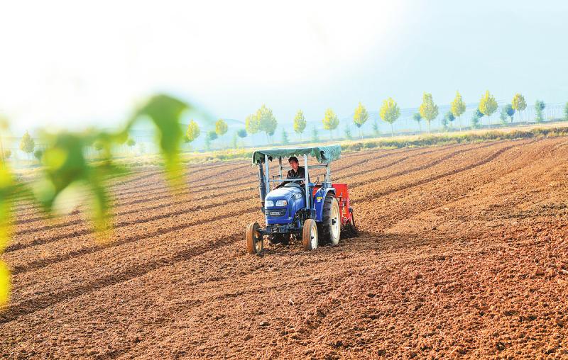 小麦播种图片 第6张