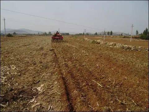 小麦播种图片 第5张