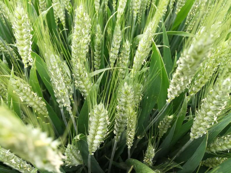 小麦开花图片 第6张