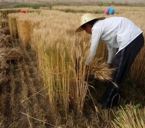 农村收割小麦图片 第8张
