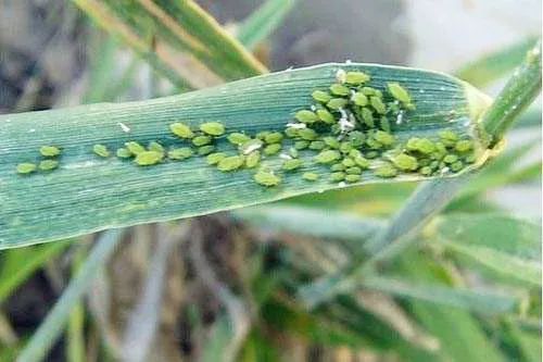小麦蚜虫图片 第1张