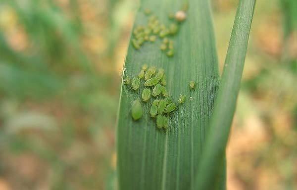 小麦蚜虫图片 第2张