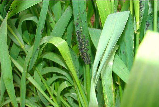 小麦蚜虫图片 第4张