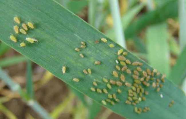 小麦蚜虫图片 第3张