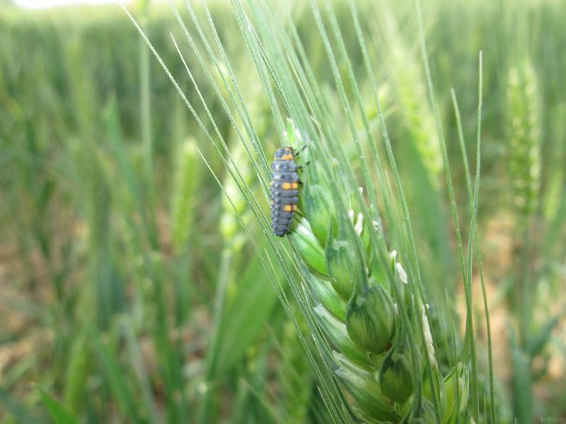 小麦蚜虫图片 第6张
