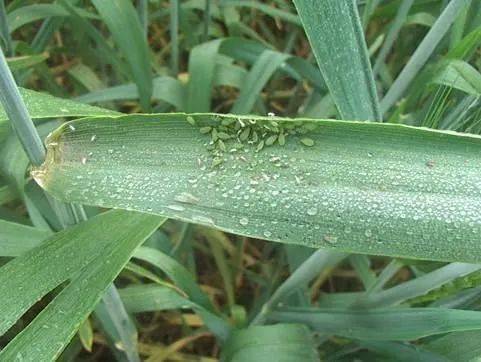 小麦蚜虫图片 第5张