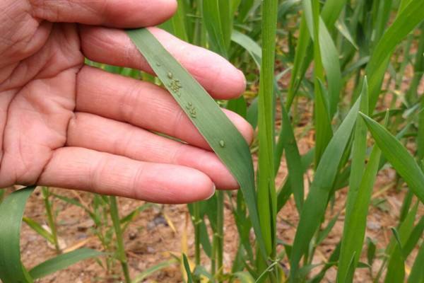 小麦蚜虫图片 第7张