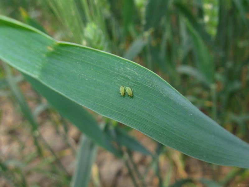 小麦蚜虫图片 第8张