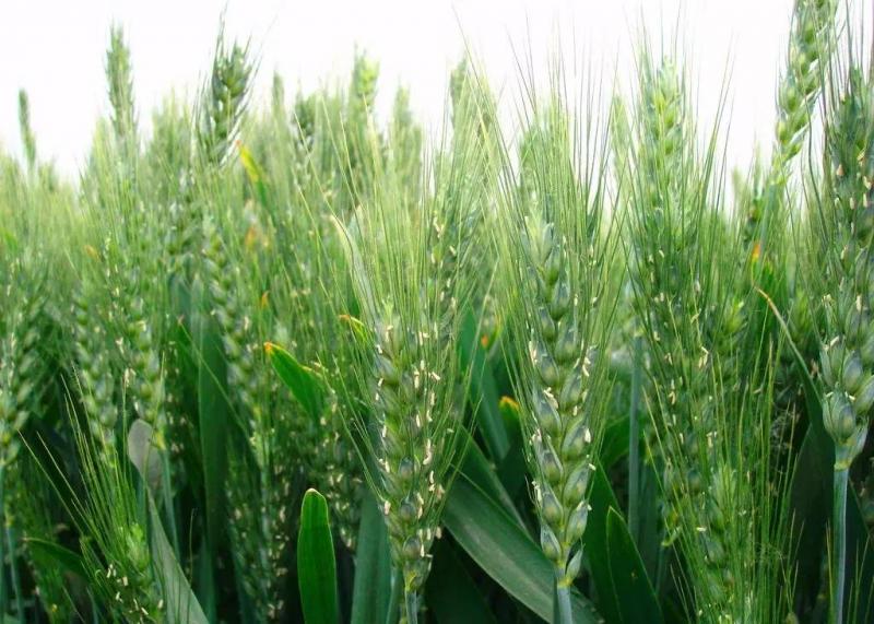小麦扬花期图片 第1张