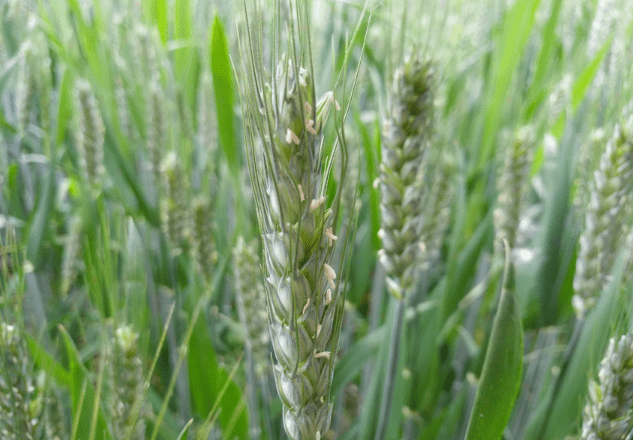 小麦扬花期图片 第2张