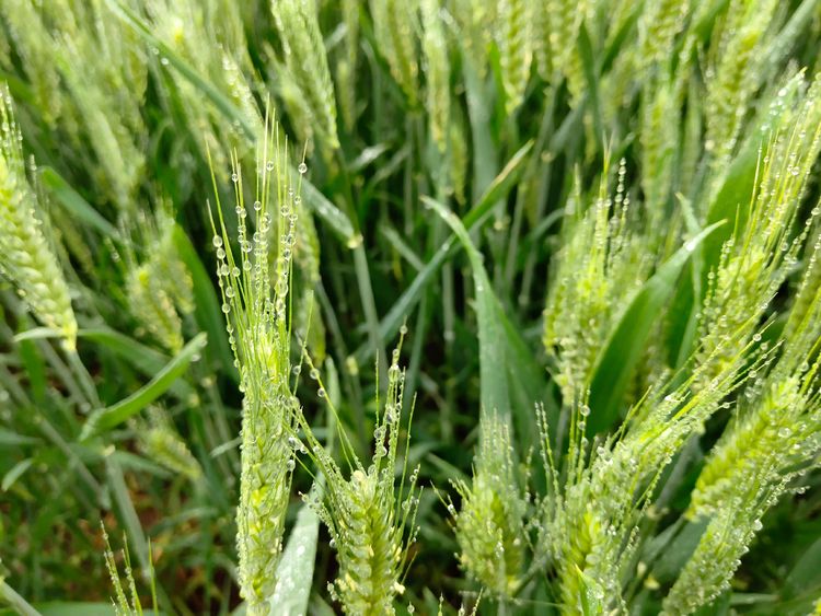 小麦扬花期图片 第3张