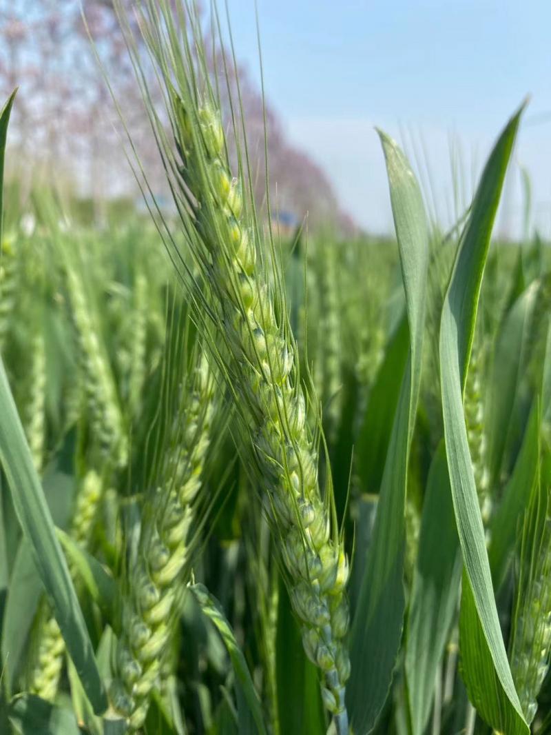 小麦扬花期图片 第6张